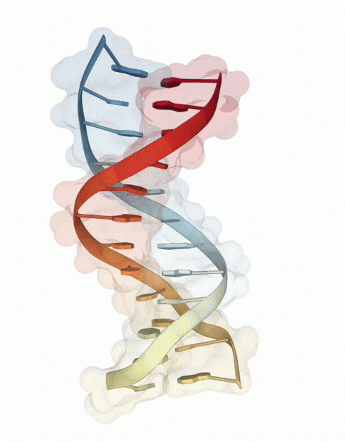 R-A11711 Y-DNA Haplogroup
